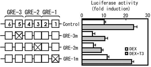 A mutation analysis of the putative GREs in the rat GHRH-R promoter. Because a dinucleotide GT in the 3′-half-site of the consensus GRE (GGTACAnnnTGTTCT) is considered to be important for both GRE activity and GR binding, and this sequence was conserved in all three putative GREs found in the rat GHRH-R promoter, a dinucleotide GT in each GRE was replaced with CA and the changes in the promoter activity were determined in the presence of DEX or DEX + T3. The numbered boxes represent the half-sites (see Fig. 6). The mutations were introduced to pGHRH-R-230/-11-Luc. The plasmid carrying the same promoter fragment without mutation was used as a control. The mutations in GRE-3 (GRE-3m) and GRE-2 (GRE-2m) reduced the promoter activity, whereas that in GRE-1 (GRE-1m) did not, suggesting that GRE-3 and GRE-2 are functional GREs, but GRE-1 is not. The mutations in any GREs did not affect the synergism between glucocorticoids and T3. The results were expressed as fold increase in the luciferase activity by the hormone addition over the values obtained in hormone free culture. Values are means ± sem of the triplicate determinations.