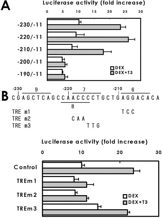 Deletion (A) and mutation (B) analyses of localization of TRE. A, Series of deletion mutants with promoter regions indicated in the figure were prepared and the promoter activity was determined in the presence of DEX or DEX + T3. Values are fold induction of promoter activities by DEX + T3 over DEX alone (means ± sem of five independent assays are shown). The effect of T3 was observed in the construct of −230/−11 and −220/−11, reduced in the construct of −210/−11 and disappeared in −210/−11. B, The mutations shown in the figure were introduced to pGHRH-R-230/-11-Luc and the changes in promoter activity were determined. The results were expressed as fold increase in the luciferase activity by the hormone addition over the values obtained in hormone free culture. The mutation in the half-sites 6 (TREm1) or 8 (TREm2), both of which disrupt TRE-1, abolished the synergistic activation of the promoter activity by T3, but the mutation in half-site 7, which disrupt TRE-2, did not.