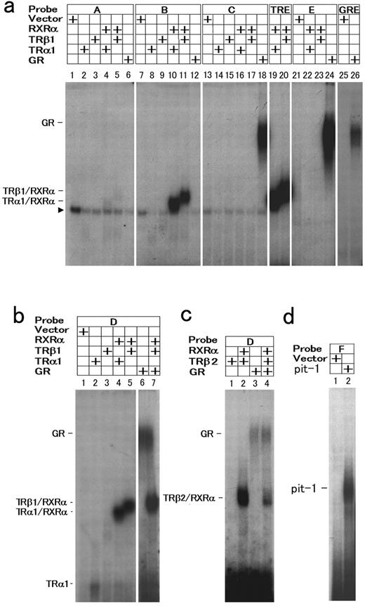EMSA for the determination of the binding sites of hormone receptor complexes and pit-1 in the promoter of the rat GHRH-R gene. a, Radiolabeled probes, A, B, C, and E (see Fig. 6) were incubated with the in vitro translated receptor proteins in combinations indicated in the figure. The palidromic TRE probe (TRE) and consensus GRE probes (GRE) were included in this experiment as positive controls. The translation reaction with empty vector was used for the negative control (Vector). An arrowhead to the left indicates nonspecific bands. b, An EMSA was performed with Probe D spanning entire sequences of TRE-1, TRE-2, and GRE-3. TRα1 and TRβ1 formed heterodimers with RXRα, but the interaction with these heterodimers with GR was not observed. c, The binding of the pituitary specific TRβ2 to the promoter was examined. TRβ2 also formed heterodimer with RXRα on probe D as other subtypes of TRs, and did not interact with GR. d, A probe F containing presumptive pit-1 response element bound pit-1-GST.