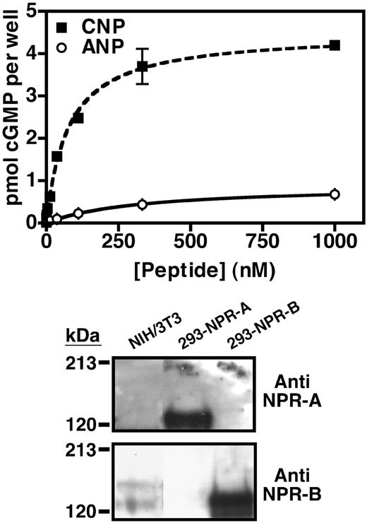 NIH3T3 cells express NPR-B. Top panel, NIH3T3 cells were serum starved and incubated with increasing concentrations of CNP (▪) or ANP (○) for 3 min. The reaction was terminated, and the cellular cyclic GMP concentration in each well was estimated by RIA. The wells contained between 50,000 and 200,000 cells. Values are the mean of three separate determinations (±sem) from one representative experiment. Where error bars are not visible, they are contained within the data point. Bottom panel, Twenty-five-microgram crude membranes of NIH3T3, 293-NPR-A and 293-NPR-B cells were separated by SDS-PAGE and blotted to polyvinylidene difluoride membrane. NPR-A (top panel) or NPR-B (lower panel) was detected by Western blot analysis using antiserum directed against NPR-A or NPR-B as indicated. This experiment was performed at least three times with similar results.