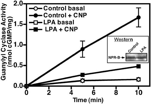 Incubation of NIH3T3 cells with LPA decreases NPR-B guanylyl cyclase activity. NIH3T3 cells were serum starved and treated with or without 10 μm LPA for 30 min. Then crude membranes were prepared and assayed for basal (1 mm ATP and 5 mm MgCl2) and hormone-dependent (1 mm ATP, 1 μm CNP, and 5 mm MgCl2) guanylyl cyclase activity. Cyclic GMP concentrations were estimated by RIA. Values are the mean of two separate determinations, which were assayed in duplicate (±sem). The data represent one of at least three similar experiments. Where error bars are not visible, they are contained within the data point. Inset, Fifty-microgram crude membranes prepared from NIH3T3 cells treated with or without 10 μm LPA were separated by SDS-PAGE and blotted to polyvinylidene difluoride membrane. The amount of NPR-B present was detected by Western blot analysis using antiserum directed against NPR-B, as described in Materials and Methods.