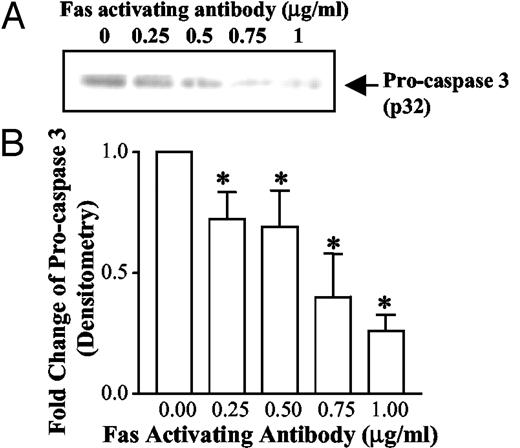 Caspase 3 is activated by Fas activating antibody in osteoclasts. Osteoclasts were differentiated in the presence of M-CSF and RANKL for 6–9 d. Differentiated osteoclasts were treated with Fas-activating antibody at concentrations from 0–1 μg/ml for 24 h. A, Analysis of caspase-3 activation by Western blotting. Cell lysates were immunoblotted with an anti-caspase-3 antibody that recognizes the proform (molecular mass = 32 kDa). B, Densitometric scanning of results from five Western blotting experiments was performed, and results are presented as mean ± sem. *, P < 0.05, vs. no Fas activating antibody.