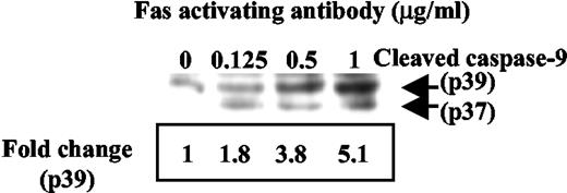 Caspase 9 is activated by Fas activating antibody in osteoclasts. Differentiated osteoclasts were treated with Fas activating antibody at concentrations from 0 to 1 μg/ml for 24 h. Cell lysates were immunoblotted with a caspase-9 antibody that recognizes the cleaved forms (molecular mass = 39 and 37 kDa). Band densities were measured (p39), and fold changes were indicated beneath the blot.