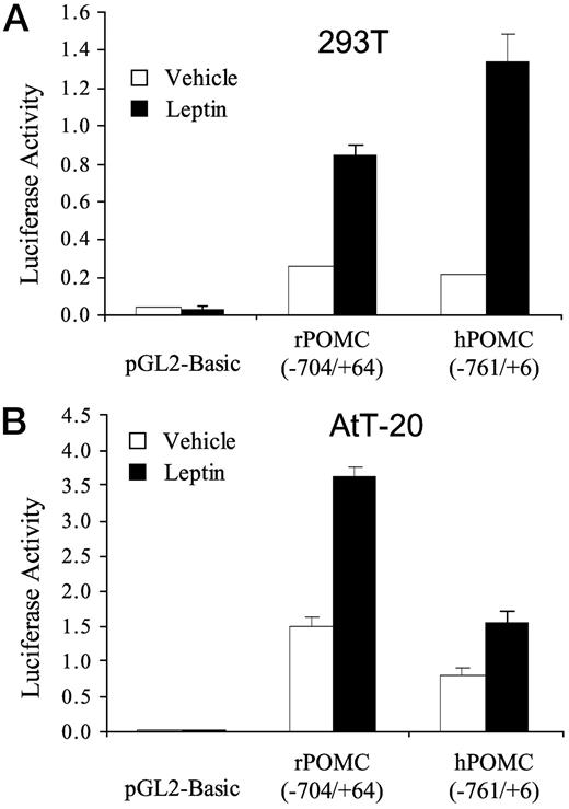 Leptin activates rat and human proximal pomc promoters in transfected cells. Human embryonic kidney cells (293T) (A) or AtT-20 cells (B) were transiently transfected with mammalian expression vectors encoding the murine long form of the leptin receptor (ObRb), together with the promoterless pGL-2-Basic luciferase-vector, rat-POMC promoter (−704/+64), or human-POMC (hPOMC) promoter (−761/+6) plasmids. After transfection, cells were left untreated (white bars) or were treated with 40 nm leptin for 6 h (black bars). A CMV-lacZ control vector was also cotransfected into the cells to normalize luciferase activities. Transfections and treatments were done in triplicate. Shown is one representative experiment. Data are means ± sem.