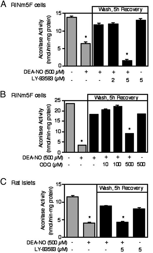 Inhibitors of guanylate cyclase prevent β-cell recovery from NO-mediated damage. A and B, RINm5F cells (1 × 106/ 2 ml of complete CRML-1066) or (C) rat islets (1000/3 ml complete CMRL-1066) were pretreated for 30 min with or without the indicated concentrations of the guanylate cyclase inhibitors LY-83583 or ODQ, DEA-NO (500 μm) was added and the cells or islets were cultured for an additional 1 h. DEA-NO was removed by washing and the cells or islets were allowed to recovery for an additional 5 h. Following the 1-h incubation with DEA-NO, or the 5-h recovery incubation, the cells or islets were isolated and mitochondrial aconitase activity was determined. Results are the average ± sem of three independent experiments. *, P < 0.01 vs. untreated control.