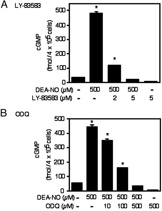 Effects of DEA-NO on cGMP accumulation in RINm5F cells. RINm5F cells (4 × 105/ 400 μl of complete CMRL-1066) pretreated for 30 min with or without the indicated concentrations of LY-83583 and ODQ were incubated for 1 h with 500 μm DEA-NO in the presence of the phosphodiesterase inhibitor IBMX (1 mm). The cells were isolated and cGMP levels determined. Results are the average ± sem of three independent experiments. *, P < 0.01 vs. untreated control.