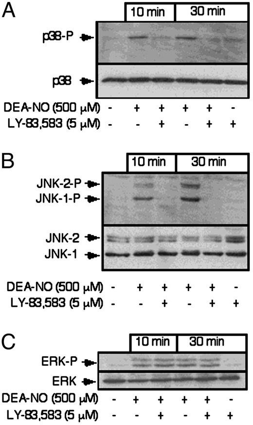 Effects of DEA-NO on p38, JNK, and ERK phosphorylation. RINm5F cells (4 × 105/ 400 μl of complete CMRL-1066), pretreated for 30 min with or without LY-83583, were incubated for 10 or 30 min with DEA-NO (500 μm). The cells were harvested, lysed in SDS sample mix, and the levels of phosphorylated p38, JNK, and ERK were determined by Western blot analysis using phospho-specific antiserum as described in Materials and Methods. The levels of p38, ERK (p42), and JNK were determined by Western blot analysis and are shown as loading controls. Results are representative of three independent experiments.