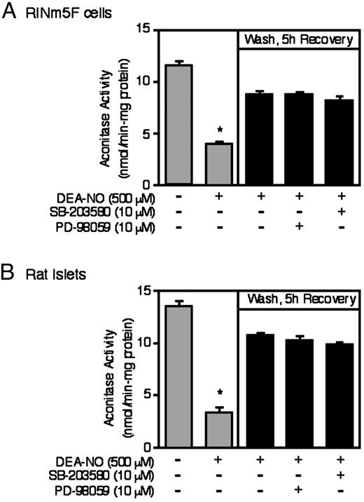 Effects of ERK and p38 inhibition on the recovery of aconitase activity. A, RINm5F cells (1 × 106/ 2 ml of complete CRML-1066); or B, rat islets (1000/3 ml complete CMRL-1066), pretreated for 30 min with or without the indicated concentrations of the ERK inhibitor PD-98059 or the p38 inhibitor SB-20358, were incubated for 1 h with DEA-NO. The cells or islets were washed to remove the NO donor compound, PD-98059 or SB-20358 were reapplied and the islets or RINm5F cells were allowed to recover for an additional 5 h. The RINm5F cells or islets were isolated and mitochondrial aconitase activity was determined following the 1-h incubation with DEA-NO or the 5-h recovery incubation as described in Materials and Methods. Results are the average ± sem of three independent experiments. *, P < 0.01 vs. untreated control.