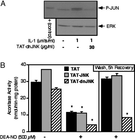 dnJNK prevents the recovery of RINm5F cell aconitase activity following NO-mediated damage. a) RINm5F cells (4 × 105/ 400 μl of complete CMRL-1066) were pretreated for 30 min with 30 μg/ml of TAT-dnJNK, IL-1 (1 U/ml) was added and the cells were cultured for 30 additional min. The cells were harvested and the Western blot analysis was used to examine c-Jun phosphorylation. Phosphorylated c-Jun is shown as a positive control. The blots were stripped and total ERK (p44) levels were determined as a protein loading control. B, RINm5F cells (3 × 106/ 2 ml of complete CMRL-1066), pretreated for 30 min with or without 30 μg/ml of TAT, TAT-JNK, or TAT-dnJNK, were treated for 1 h with DEA-NO. The NO donor was removed by washing, TAT, TAT-JNK, or TAT-dnJNK was reapplied, and the cells were cultured for an additional 5 h. Aconitase activity was determined following the 1-h incubation with DEA-NO, or following the 5-h recovery incubation. Results are the average ± sem of three independent experiments. *, P < 0.01 vs. untreated control.