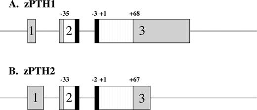 Schematic representation of zPTH1 (A) and zPTH2 (B) genes. Boxes depict exons, with gray regions indicating untranslated regions. White and black regions represent pre- and prosequences, respectively. Striped regions depict mature peptides. The boundaries of the pre-, pro-, and mature sequences are indicated; +1 indicates the start of the tested peptide.