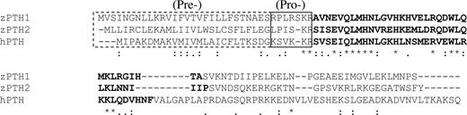 Alignment of the amino acid sequences of zPTH1, zPTH2, and hPTH. The presequences are outlined with dotted lines; prosequences are outlined with solid lines. The first 34 amino acids of the mature peptide are in bold type. *, Identical residues; :, conservative substitutions;., partially conservative substitutions.
