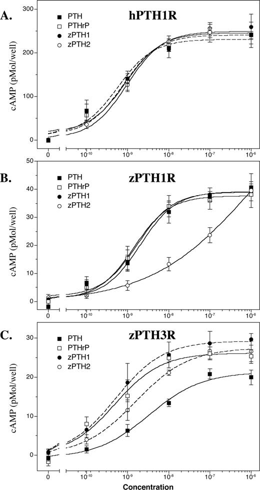 cAMP accumulation induced by zPTH1(1–34) and zPTH2(1–34) treatment. COS-7 cells transiently expressing hPTH1R (A), zPTH1R (B), or zPTH3R (C) were evaluated for agonist-stimulated cAMP production (▪, hPTH(1–34); □, hPTHrP(1–36); •, zPTH1(1–34); ○, zPTH2(1–34). Data are expressed as cAMP accumulation in picomoles/well. The results shown are the average of at least three independent transfections.