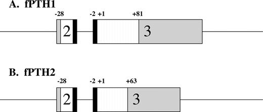 Schematic representation of fPTH1 (A) and fPTH2 (B) genes. Boxes depict exons, with gray regions indicating untranslated regions. White and black regions represent pre- and prosequences, respectively. Striped regions depict mature peptides. The boundaries of the pre-, pro-, and mature sequences are indicated; +1 indicates the start of the mature peptide.