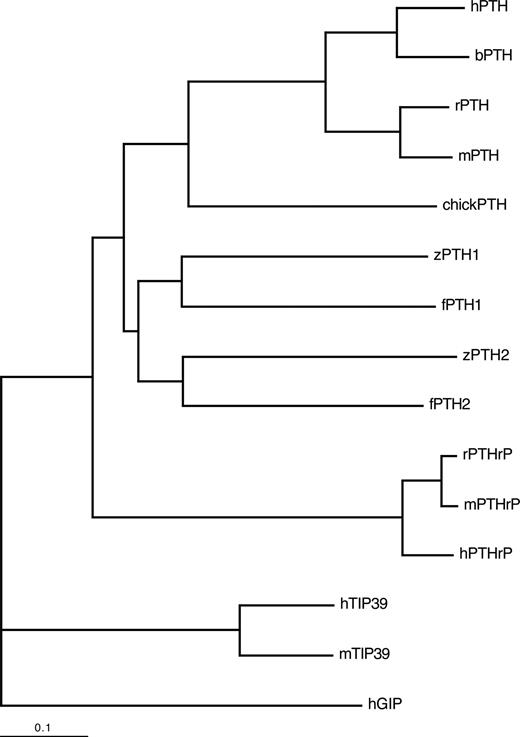 Phylogenetic analysis of PTH, PTHrP, and TIP39 from various species. Phylogentic analysis was performed on the full-length sequences, including pre- and prosequences, of the indicated PTH, PTHrP, and TIP39 molecules. The phylogenetic tree is rooted with human gastrin inhibitory peptide (hGIP). The length of the horizontal lines indicates the degree of evolutionary divergence, according to the indicated scale.