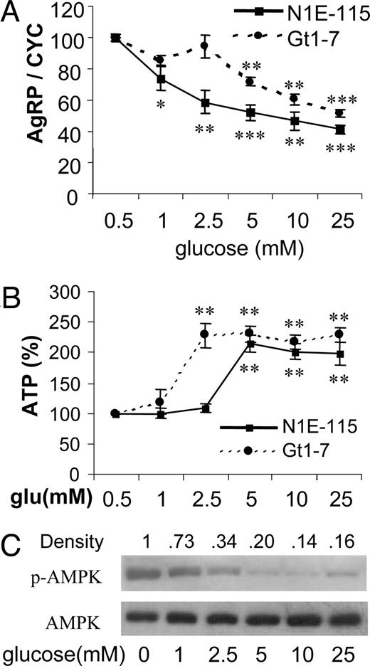 Glucose suppresses expression of AgRP expression in neuronal cell lines. A, Two cell lines were cultured at various concentrations of glucose for 16 h. Total RNAs were subjected to quantitative real-time RT-PCR for AgRP gene expression and normalization with cyclophilin (CYC) gene expression. Data are presented as percentile mean ± sem value of five independent experiments. B, Relative ATP concentrations were determined using the luciferase bioassay as described in Materials and Methods. Data are presented as percentage changes of mean ± sem values of four independent experiments. Statistical differences vs. 0.5 mm (glucose): *, P < 0.05; **, P < 0.01; ***, P < 0.001. C, Cell extracts were prepared and subjected to Western blot using anti-phospho-AMPK (p-AMPK) and anti-AMPK.