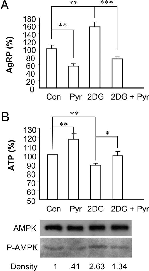 Pyruvate suppresses 2-DG-induced AgRP expression in N1E-115 neuronal cell line. Cells were cultured in media containing 2.5 mm glucose (control) plus pyruvate (5 mm), 2-DG (10 mm), or 2-DG (10 mm) plus pyruvate (5 mm) for 16 h. A, Total RNA was extracted for quantitative real-time RT-PCR to measure AgRP expression. B, Relative ATP concentrations were measured. Data are presented as mean ± sem value of three to five independent experiments. *, P < 0.05; **, P < 0.01. Cell extracts were prepared and subjected to Western blot using anti-phospho-AMPK (P-AMPK) and anti-AMPK.