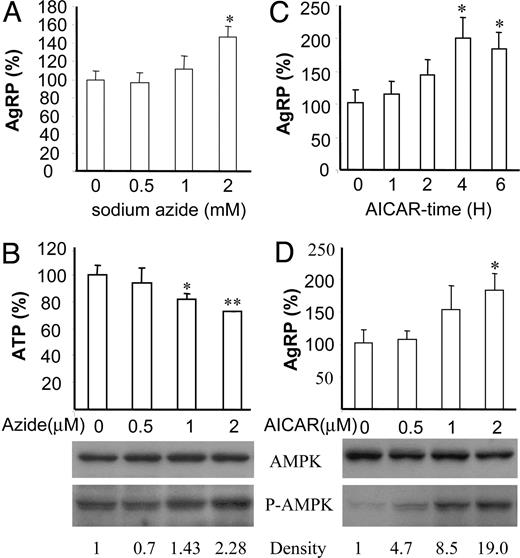 Activators of AMPK, sodium azide, and AICAR induce expression of AgRP in neuronal cell lines. A, N1E-115 neuronal cells were treated with indicated dosage of sodium azide for 4 h, and total RNA extracted from those cells was used for quantitative real-time RT-PCR for AgRP expression. A–D, Data are presented as percentile mean ± sem value of three independent experiments. Statistical differences vs. control (no treatment): *, P < 0.05; **, P < 0.01. B, Relative ATP concentrations in the cells treated with various dosages of sodium azide were measured. Cell extracts were prepared and subjected to Western blot using anti-phospho-AMPK (P-AMPK), and anti-AMPK. C, Time-course study of AICAR (2 mm) on AgRP expression. Three independent experiments were performed in duplicate. D, Dose-dependent increases in AgRP expression in response to AICAR. N1E-115 cells were treated with indicated dosages of AICAR for 4 h, and protein was extracted from those cells and subjected to Western blot for phosphorylated AMPK (P-AMPK) and total AMPK.