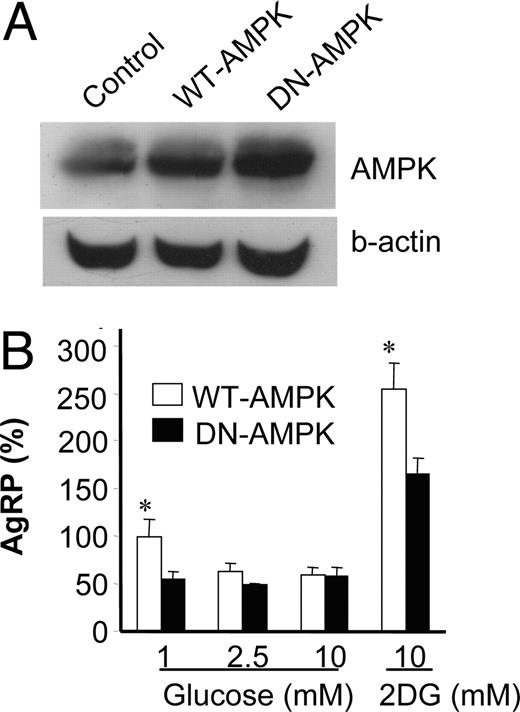 Overexpression of AMPK attenuated low-glucose- or 2-DG-induced AgRP expression. A, The cell lysates from stably transfected GT1-7 cells with vectors containing either AMPKα2-WT or AMPKα2-DN were subjected to Western blot for total AMPK and β-actin (b-actin). B, Stably transfected cells were incubated with medium containing 1, 2.5, or 10 mm glucose or 2-DG (10 mm) overnight. Then, the AgRP expression in these cells was measured by quantitative real-time PCR. Results are expressed as percentile mean ± sem of four experiments. Statistical differences between WT-AMPK vs. DN-AMPK: *, P < 0.05.