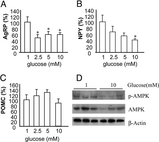 Glucose regulates neuropeptide expression in hypothalamus in ex vivo culture. A–C, Fresh hypothalamuses were cultured in various concentrations of glucose for 2 h. Total RNA was extracted from hypothalamuses for quantitative real-time RT-PCR for AgRP (A), NPY (B), and POMC (C). Data are presented as percentile mean ± sem value of six mouse hypothalamuses. Statistical differences vs. 1 mm (glucose): *, P < 0.05. D, Hypothalamuses were cultured ex vivo at 1 or 10 mm glucose concentrations for 2 h, and total protein was extracted from hypothalamuses and subjected to Western blot for phosphorylated AMPK (p-AMPK) and total AMPK. β-Actin serves as a validation for loading equal amounts of samples.