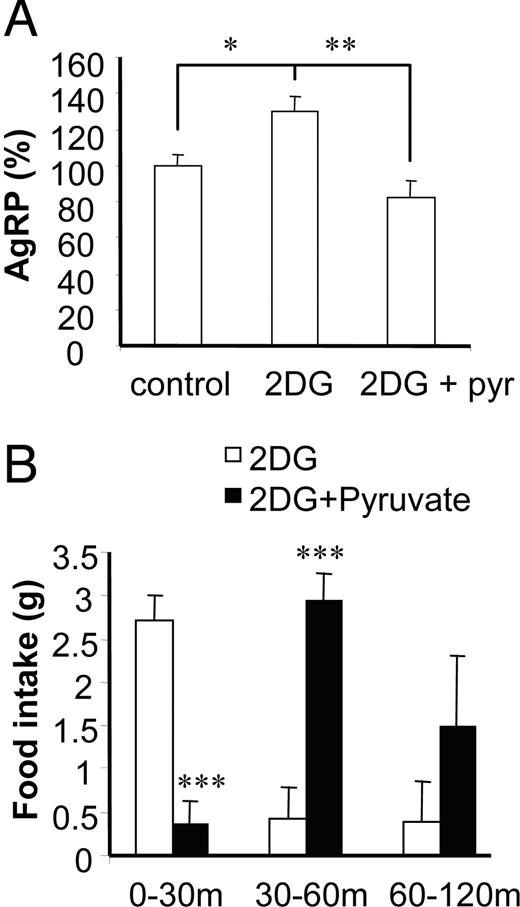 Pyruvate supplementation suppressed 2-DG-induced AgRP expression, and central administration of pyruvate delays 2-DG-induced hyperphagia. A, Hypothalamuses were cultured ex vivo in media containing 2.5 mm glucose, 2.5 mm glucose plus 2-DG (10 mm), or 2.5 mm glucose plus 2-DG plus pyruvate (pyr) (10 mm) for 2 h. Data are presented as percentile mean ± sem value of at least six mouse hypothalamuses. *, P < 0.05; **, P < 0.01. B, 2-DG (3 mg) or 2-DG (3 mg) plus pyruvate (4 mg) in a 10-μl volume were injected into the lateral ventricle of rats. Food intake was measured at indicated time intervals. Data are presented as mean ± sem value of four rats per group. Statistical differences between 2-DG vs. 2-DG plus pyruvate: ***, P < 0.001.