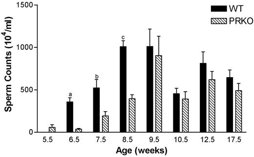 Sperm counts from the vas deferens of PRKO and WT mice. Sperm counts were significantly increased in PRKO mice at 6.5, 7.5, and 8.5 wk, compared with WT of the same age. a, P < 0.002; b, P < 0.02; c, P < 0.0001.