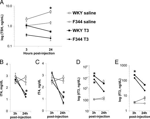 Hormonal responses to acute T3 challenge in male WKY and F344 rats. Values are means ± sem of five to seven animals per data point, and group comparisons were done with the Tukey post hoc test, A, Serum TSH (ng/ml); *, P < 0.001, WKY controls at 24 h post injection have TSH significantly higher than all other groups. B, Serum total T4 (tT4; μg/dl); and C, Free T4 (fT4; ng/dl). 24 h post-T3 treatment, WKY and F344 tT4 and fT4 levels are not different, but do significantly differ from all other groups (*, P < 0.001). D, Serum total T3 (ng/dl) and E) free T3 (fT3, ng/dL). At 3 h post-treatment, T3-treated WKY and F344 significantly differ from each other and from all other groups (*, P < 0.01); at 24 h, T3-injected WKY total T3 levels significantly differ from all except the corresponding treatment group (224 P < 0.05, P = 0.061 between F344 and WKY tT3 24 h), but free T3 levels in both strains are not significantly different after 24 h.