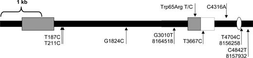 Sequence variation map of DIO2 cDNA. The nucleotide change and the distance relative to the TAG stop codon of DIO2 are indicated. Arrows above the map represent variations that are novel in the WKY strain compared with published rat and mouse sequences. The arrows below the map represent known sequence variations. Those labeled with only the position and nucleotide change are identical to the mouse sequence, and those known as SNPs in the rat are labeled with their SNP identifiers. The leftmost gray box represents the DIO2 coding region, the rightmost gray box the PORF-1 coding region, and the white box the PORF-1 3′ UTR. Black lines correspond to intronic sequences of DIO2 or the 3′ UTR. The white oval represents the SECIS element.