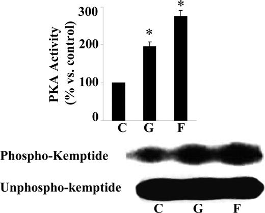Genistein stimulates PKA activity. Serum-starved BAECs were stimulated with genistein (G, 5 μm), forskolin (F, 20 μm), or vehicle (C) in HBSS buffer for 15 min at 37 C. Cell extracts were incubated with the fluorescent-labeled PKA substrate kemptide in a kinase buffer for 15 min. Phosphorylated kemptide (upper panel) was separated from unphosphorylated kemptide (lower panel) by agarose gel electrophoresis and visualized under UV light. A representative photograph of the agarose gel used for the kemptide assay is shown on the left, and the quantification of the assay is on the right. The experiment was repeated three times with similar results, and data were expressed as mean ± se. *, P < 0.05 vs. vehicle-treated control.