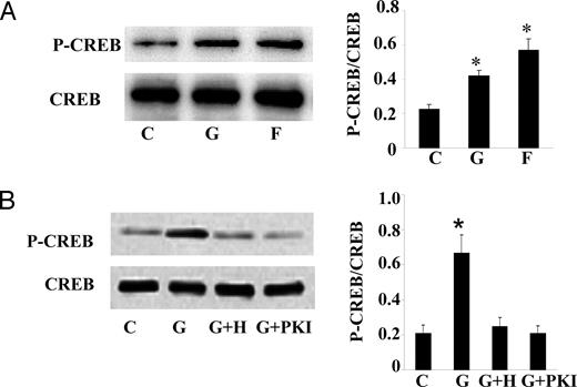 Genistein induces PKA-mediated CREB phosphorylation. A, Serum-starved BAECs were treated with genistein (G, 5 μm), forskolin (F, 20 μm), or vehicle (C) in HBSS buffer for 15 min at 37 C. B, BAECs were preincubated with H89 (H, 10 μm), PKI (2 μm), or vehicle (C) for 30 min before the addition of genistein (G, 5 μm) for 15 min. Phosphorylation of CREB (P-CREB) was detected by Western blot analysis using a phospho-specific CREB antibody (upper panel). The membrane was stripped and reprobed with a CREB antibody (lower panel). The specific bands were scanned and quantified, and the ratio of phosphorylated CREB to total CREB is shown on the right (bar graphs). The bar graphs represent three independent experiments. *, P < 0.05 vs. vehicle-treated control.