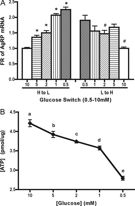 Glucose regulates AgRP gene expression in the N-38 hypothalamic cell line, with the cellular ATP level changing in response to glucose concentrations. A, N-38 neurons were initially maintained in 25 mm glucose media for 1–2 d and then refreshed with media of various glucose concentrations in the range of 0.5–10 mm. Total RNA was extracted, and the relative AgRP mRNA level was measured by qRT-PCR. Data are presented as mean ± sem (n = 4–6 per group), and statistical differences were determined by Student’s t test (* or #, P < 0.05 vs. 10 mm glucose or 0.5 mm glucose as control, respectively). B, Cell cultures in 25 mm glucose media were refreshed in the media with decreasing glucose concentrations and incubated for 12 h. ATP concentrations were determined by luciferase assay as described in Materials and Methods. Data are presented as mean ± sem (n = 4), and groups with different letters are statistically different (P < 0.05) by one-way ANOVA followed by Tukey HSD test.