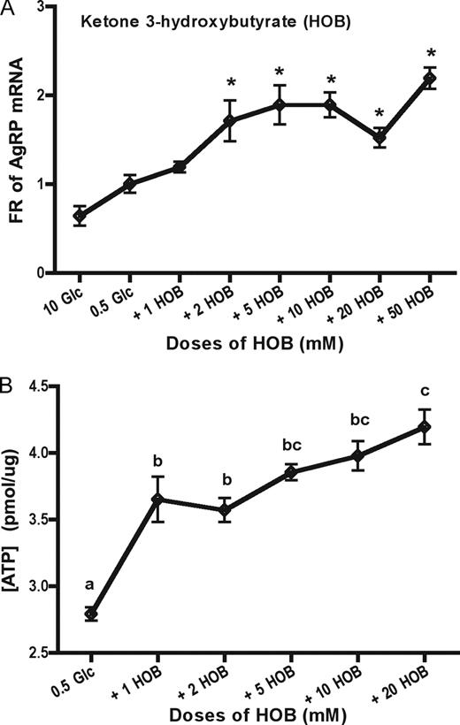 Ketone 3-HOB increases AgRP expression and cellular ATP level in a dose-dependent manner. A, N-38 neurons were initially cultured in 25 mm glucose (Glc) media for 1–2 d and then treated in 0.5 mm glucose media with increasing doses of sodium 3-HOB for 24 h. Total RNA was extracted to measure relative mRNA level of AgRP by qRT-PCR. Data are presented as mean ± sem (n = 6), and statistical differences were determined by Student’s t test (*, P < 0.05). B, Cellular ATP levels in various conditions were determined by luciferase assay at 12 h. Data are presented as mean ± sem (n = 4), and groups with different letters are statistically different (P < 0.05) by ANOVA followed by Tukey HSD test.