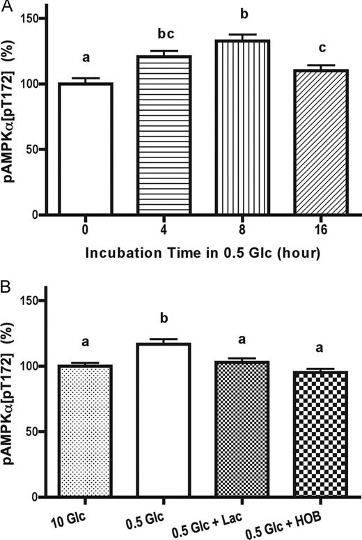 Activation of AMPK at 0.5 mm glucose is blocked by the addition of lactate or the ketone 3-HOB. A, N-38 neurons were initially cultured in 25 mm glucose (Glc) media to be 70–80% confluent, pretreated in 10 mm glucose media for 1 d, and then switched to 0.5 mm glucose media for 0, 4, 8, or 16 h. B, N-38 neurons were initially cultured in 25 mm glucose media to be 70–80% confluent and then switched to 0.5 or 10 mm glucose media with or without 10 mm lactate (Lac) or 3-HOB for 8 h. Total protein was harvested to measure the phosphorylation level of AMPKα2 at Thr172, normalized to total protein concentration. Data are calculated as relative percentages and presented as mean ± sem (n = 6). Groups with different letters are statistically different (P < 0.05) by ANOVA followed by Tukey HSD test.