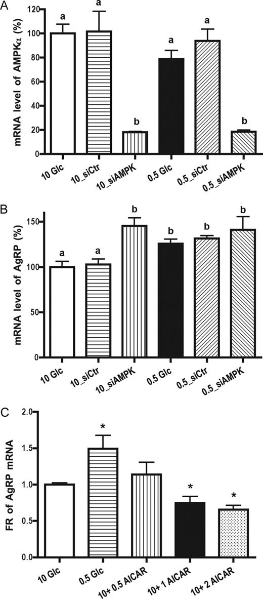 Attenuation of AMPKα2 at 0.5 mm glucose or activation of AMPK with AICAR does not inhibit or induce AgRP expression, respectively. A, N-38 cells were transfected with control small interfering (si)RNA (siCtr) or siRNA targeted to AMPKα2 (siAMPK). Forty-eight hours after transfection, cells were refreshed in 0.5 or 10 mm glucose (Glc) media for 24 h and then harvested to assess gene knockdown efficiency. B, AgRP mRNA levels were measured by qRT-PCR after siRNA treatments. Data are calculated as relative percentages and presented as mean ± sem (n = 4). Groups with different letters are statistically different (P < 0.05) by ANOVA followed by Tukey HSD test. C, N-38 neurons were initially cultured in 25 mm glucose media for 1–2 d and then treated in 0.5 mm glucose or 10 mm glucose media with or without 0.5, 1, or 2 mm AICAR for 24 h. Total RNA was extracted to measure relative mRNA level of AgRP by qRT-PCR. Data are presented as mean ± sem (n = 5–6), and statistical differences were determined by Student’s t test (*, P < 0.05).