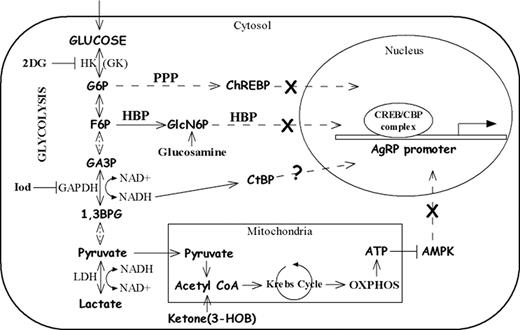 Diagram of regulatory pathways that mediate the effects of glucose on gene expression and the hypothesized mechanisms on the inhibition of AgRP expression by glucose. CBP, CREB-binding protein; CREB, cAMP response element-binding protein; F6P, fructose-6-phosphate; GK, glucokinase; GlcN6P, glucosamine-6-phosphate; G6P, glucose-6-phosphate; HK, hexokinase; HBP, hexosamine biosynthesis pathway; LDH, lactate dehydrogenase; OXPHOS, oxidative phosphorylation; CtBP, C-terminal binding protein; PPP, pentose phosphate pathway; 1,3BPG, 1,3-bisphosphoglycerate; GA3P, glyceraldehyde 3-phosphate.