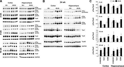 Age-dependent increase of tau phosphorylation in db/db mouse brain. Cortex and hippocampus from db+ and db/db mouse brains at 2, 8, 16 (A), and 24 (B) wk of age were homogenized in T-PER buffer. A and B, Lysates immunoblotted with the indicated antibodies; C, relative density of phosphorylated tau (pTau) over total tau (Tau5) from the same mouse measured after immunoblotting. *, P < 0.05; **, P < 0.01; #, P < 0.001 by t test. GAPDH, Glyceraldehyde 3-phosphate dehydrogenase; pT231, phosphorylated threonine 231.