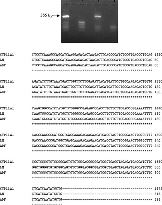 扩增产物的RT-PCR和核苷酸序列测定。在图的顶部，RT-PCR分析显示了人类淋巴细胞（3区）和阳性对照（ADF类固醇生成细胞系，1区）中预期大小的片段（355 bp）。没有逆转录酶的样本（第2和第4道）。对预期大小的片段（355 bp）进行纯化和测序，以检查获得的淋巴单核细胞（LM）和ADF细胞cDNA核苷酸序列的特异性。为此，将cDNA序列与GenBank数据库（GenBank登录号NM_000781）中报告的人类CYP11A1 mRNA序列进行比较。在图的底部，对淋巴单核细胞（LM）和ADF细胞获得的核苷酸序列的比较表明，它们与已发表的人类CYP11A1 mRNA序列完全一致。