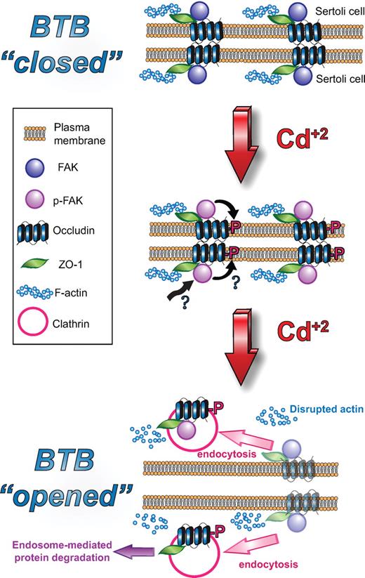 示意图显示occludin/ZO-1/FAK是一种调节蛋白复合物，介导CdCl2诱导的BTB破坏，睾丸可能在上皮周期的第VIII–IX阶段使用该复合物来重组BTB，以促进原代细精母细胞的通过。顶部面板，BTB“关闭”，其中咬合蛋白/ZO-1/FAK蛋白复合物位于相互作用的支持细胞之间，形成TJ屏障。中间面板，在用CdCl2处理Sertoli细胞后，FAK改变了闭塞素（和/或ZO-1）的磷酸化状态，导致复合物从细胞-细胞界面的定位错误，可能是通过氯氰菊酯介导的内吞途径，可能是靶向内体介导的细胞内降解，破坏BTB的稳定性；从而使BTB“打开”，如下图所示。如本文所述，CdCl2还诱导肌动蛋白丝断裂。
