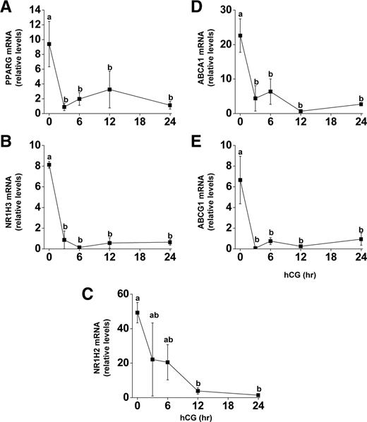 mRNA expression of PPARG, NR1H2, NR1H3, ABCA1, and ABCG1 during luteinization in vivo. Follicles were aspirated before (0) or up to 24 h after an ovulatory bolus of hCG was administered to rhesus macaques undergoing COS protocols. Granulosa cells were processed for RNA and real time RT-PCR analysis for (A) PPARG, (B) NR1H3, (C) NR1H2, (D) ABCA1, and (E) ABCG1 was performed. Expression levels of all genes were normalized to the internal standard RPL19 and plotted as relative mRNA levels. Time points with different lowercase letters are significantly different (P < 0.05; n = 3–5 per time point).