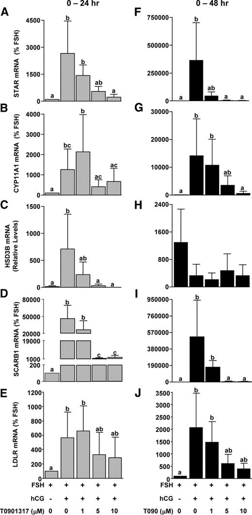 Effect of LXR agonist treatment on mRNA expression of steroidogenic genes during in vitro luteinization. Nonluteinized granulosa cells were isolated as and treated with FSH or FSH+hCG with or without the LXR agonist T0901317 (0–10 μm) for 24 or 48 h. The mRNA expression of STAR (A and F), CYP11A1 (B and G), HSD3B2 (C and H), SCARB1 (D and I), and LDLR (E and J) was determined by real time RT-PCR. Data are presented as mean ± sem of percent change over time-matched FSH treatment. Bars with different lowercase letters are significantly different (n = 3; P < 0.05).