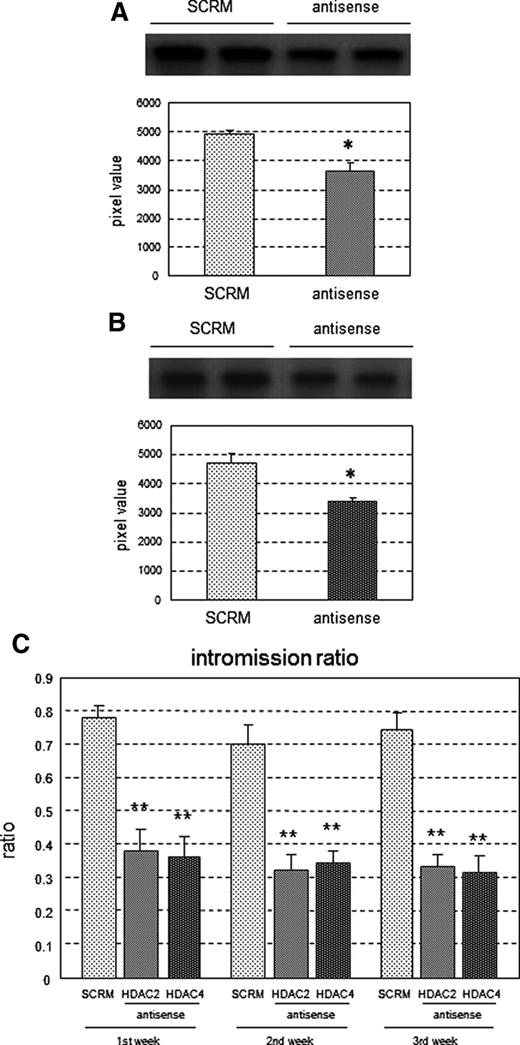 Intromission ratio in rats treated neonatally with HDAC2/4 antisense ODN. A and B, Down-regulation of HDAC2/4 expression by infusion of antisense ODN. Lysates of HDAC2/4 antisense ODN-infused POA (antisense, n = 6) and scrambled ODN-infused POA (SCRM, n = 6) were subjected to Western blotting using antibodies against HDAC2 (A) or HDAC4 (B) with representative image of Western blot (top), and values (mean ± sem) of grayscale pixels were plotted (bottom). *, P < 0.05 vs. SCRM. C, Intromission ratios were determined for male rats infused with HDAC2 antisense ODN (HDAC2, n = 9), HDAC4 antisense ODN (HDAC4, n = 8), and scrambled ODN (SCRM, n = 8). Values are means ± sem. **, P < 0.01 vs. SCRM in each trial.
