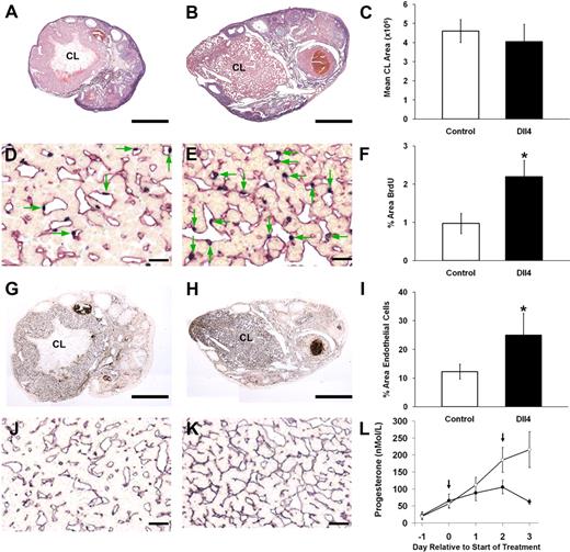 Marmoset ovaries stained with H&E after control Fc treatment (panel A) or inhibition of Dll4 during the early luteal phase (panel B). Each ovary exhibits a recently formed corpus luteum and measurement of luteal area (C) showed no significant effect of treatment. Dual staining for BrdU and CD31 (black nuclei, red cytoplasm, respectively) in corpora lutea from, control (panel D) and Dll4 antibody-treated animal (panel E) shows the high proportion of proliferating cells that are endothelial (green arrows) in both groups. Note the increased incidence of these cells in the corpora lutea from the treated marmoset. Histogram (F) shows a significant increase (P < 0.05) in area of BrdU staining after Dll4 treatment. Immunostaining for CD31 in control ovary (panel G), and Dll4 antibody-treated animal (panel H). Both show a well-developed microvasculature, but that in the corpora lutea of the treated marmoset is exceptionally dense, a feature that is depicted in a higher power magnification (J and K). I, The quantification of CD31 immunocytochemistry expressed as percentage area of corpus luteum stained in control (open bar) and treated (closed bar). Dll4 treatment caused a significant (P < 0.05) increase in area of CD31 staining. L, Plasma progesterone concentrations in Fc control (○) and Dll4 antibody-treated marmosets (●). Treatment started on the day of expected ovulation (d 0) and was repeated on d 2. Dll4 antibody treatment was associated with a significant suppression of progesterone by d 3 (n = 4 per group). Scale bar, 500 μm (A, B, G, and H) and 50 μm (D, E, J, and K). CL, Corpus luteum.