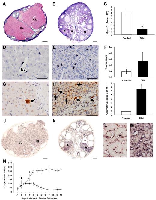 Marmoset ovaries on d 10 of the luteal phase stained with H&E after control Fc treatment (panel A) or inhibition of Dll4 during the early luteal phase (panel B). A normal corpus luteum is central to the control ovary whereas in the ovary of the treated animal small corpora lutea are shown (*). C, Quantification of total corpus luteum area was significantly lower in the treated group. Immunohistochemistry for BrdU in corpora lutea from control (panel D) and Dll4 antibody-treated animal (panel E). Note the moderate incidence of proliferating cells (black nuclei) that are endothelial in the control and the healthy appearance of the hormone-producing cells whereas the corpus luteum from the treated marmoset shows increased cell density as a result of involution of hormone-producing cell nuclei and cytoplasm. BrdU stained cells are evident. F, Areas of BrdU staining in both groups were not significantly different. Immunostaining for activated caspase-3 (brown) is demonstrated in control corpus luteum (panel G) and Dll4 antibody-treated animal (panel H). The control shows an isolated positive cell surrounded by healthy cells. In contrast the corpus luteum of the treated marmoset shows numerous positive cells that when quantified (panel I) show a significant increase compared with controls. CD31 staining of whole ovaries is illustrated in ovaries from control (panel J) and after inhibition of Dll4 (panel K). Note the extensive mocrovascular tree in the two corpora lutea in the control ovary whereas staining for CD31 is dense in the treated ovary but the corpora lutea (*) are regressed. N, Plasma progesterone concentrations in Fc control (○) and Dll4 antibody-treated marmosets (●). Treatment started on the day of expected ovulation (d 0) and was repeated on d 2. Dll4 antibody treatment was associated with a significant suppression of progesterone by d 3 that continued until d 10 when ovaries were collected (n = 4 and 5) for Fc and Dll4 treated, respectively. Scale bar, 500 μm (A, B, J, and K) and 50 μm (D, E, G, H, L, and M). CL, Corpus luteum; bv, blood vessel.