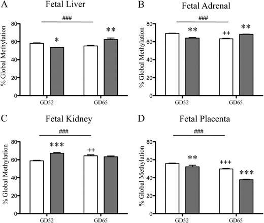 The effect of sGC exposure on global states of DNA methylation in the fetus. Genomic DNA methylation was determined in liver (A), adrenal glands (B), kidney (C), and placenta (D) derived from fetuses that had been exposed to sGC (1 mg kg−1; n = 3; solid bars) on d 40, 41, 50, and 51 of gestation and from controls (n = 3; open bars). The level of global methylation was determined at two time points during gestation (GD52 and GD65) using LUMA. Data are presented as mean ± sem. A significant interaction between treatment and age is represented as ###, P < 0.001. A significant difference between control animals at different ages is represented as ++, P < 0.01 and +++, P < 0.001. A significant difference between control and sGC-treated groups at equivalent age is represented as *, P < 0.05, **, P < 0.01, and ***, P < 0.001.