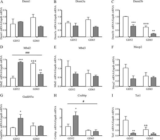 Levels of mRNA for genes involved in regulation of epigenetic states in the fetal kidney after sGC treatment (1 mg kg−1; n = 3; solid bars) and nontreated controls (n = 3; open bars) at GD52 and GD65. Dnmt1 (A), Dnmt3a (B), Dnmt3b (C), Mbd2 (D), Mbd3 (E), Mecp2 (F), Gadd45a (G), Crebbp (H), and Tet1 mRNA (I) are shown. All mRNA expression is relative to Gapdh reference gene. Data are presented as mean ± sem. A significant interaction between treatment and age is represented as #, P < 0.05, and ###, P < 0.001. A significant difference between control animals at different ages is represented as ++, P < 0.01, and +++, P < 0.001. A significant difference between control and sGC treated groups at equivalent age is represented as *, P < 0.05, **, P < 0.01, and ***, P < 0.001.