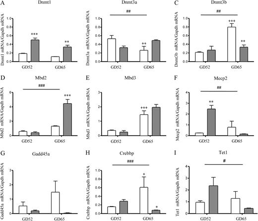 Levels of mRNA for genes involved in regulation of epigenetic states in the placenta following sGC treatment (1 mg kg−1; n = 3; solid bars) and nontreated control (n = 3; open bars) at GD52 and GD65. Dnmt1 (A), Dnmt3a (B), Dnmt3b (C), Mbd2 (D), Mbd3 (E), Mecp2 (F), Gadd45a (G), Crebbp (H), and Tet1 mRNA (I) are shown. All mRNA expression is relative to Gapdh reference gene. Data are presented as mean ± sem. A significant interaction between treatment and age is represented as #, P < 0.05, ##, P < 0.01, and ###, P < 0.001. A significant difference between control animals at different ages is represented as +, P < 0.05, ++, P < 0.01, and +++, P < 0.001. A significant difference between control and sGC-treated groups at equivalent age is represented as *, P < 0.05; **, P < 0.01; and ***, P < 0.001.