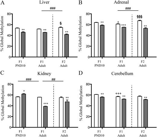 The effect of sGC exposure in the F0 pregnancy on global DNA methylation in F1 juvenile (n = 4) and adult (n = 4) offspring and F2 adult offspring (n = 3). Genomic DNA methylation was determined in liver (A), adrenal glands (B), kidney (C), and placenta (D) derived from offspring (F1 and F2) of F0 animals that had been exposed on d 40, 41, 50, 51, 60, and 61 of pregnancy to sGC (1 mg kg−1; solid bars) or vehicle (saline; open bars). Data are presented as mean ± sem. A significant interaction is represented as ##, P < 0.01, and ###, P < 0.001. A significant difference between control and sGC-treated groups at equivalent age is represented as *, P < 0.05, **, P < 0.01, and ***, P < 0.001. A significant difference between F1 PND10 and F1 adult control animals is represented as +, P < 0.05, and +++, P < 0.001. A significant difference between F1 adult and F2 adult control animals at equivalent age is represented as §, P < 0.05, and §§§, P < 0.001.