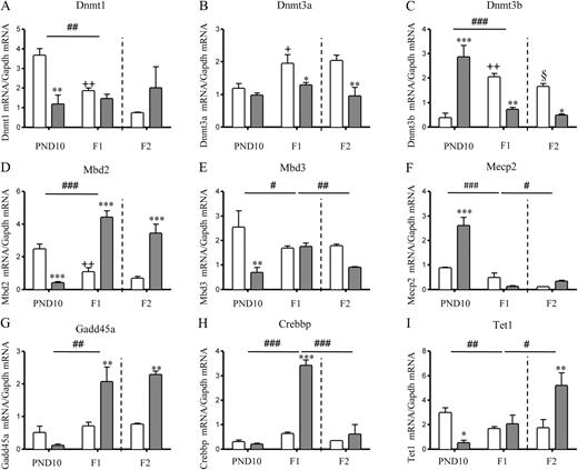 The effect of sGC exposure in the F0 pregnancy on mRNA expression of genes involved in regulation of epigenetic states in the kidney of F1 juvenile (n = 4) and adult (n = 4) offspring and F2 adult offspring (n = 3). Dnmt1 (A), Dnmt3a (B), Dnmt3b (C), Mbd2 (D), Mbd3 (E), Mecp2 (F), Gadd45a (G), Crebbp (H), and Tet1 mRNA (I) were measured in offspring (F1 and F2) of F0 animals that had been exposed to sGC (1 mg kg−1; solid bars) or vehicle (saline; open bars) on d 40, 41, 50, 51, 60, and 61 of pregnancy. All mRNA expression is relative to Gapdh reference gene. Data are presented as mean ± sem. A significant interaction between treatment and age/generation is represented as #, P < 0.05, ##, P < 0.01, and ###, P < 0.001. A significant difference between control and sGC-treated groups at equivalent age is represented as *, P < 0.05, **, P < 0.01, and ***, P < 0.001. A significant difference between F1 PND10 and F1 adult control animals is represented as +, P < 0.05, and ++, P < 0.01). A significant difference between F1 adult and F2 adult control animals at equivalent age is represented as §, P < 0.05.