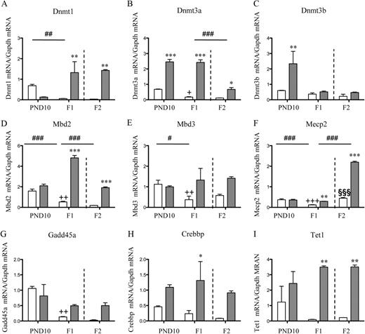 The effect of sGC exposure in the F0 pregnancy on mRNA expression of genes involved in regulation of epigenetic states in the cerebellum of F1 juvenile (n = 4) and adult (n = 4) offspring and F2 adult offspring (n = 3). Dnmt1 (A), Dnmt3a (B), Dnmt3b (C), Mbd2 (D), Mbd3 (E), Mecp2 (F), Gadd45a (G), Crebbp (H), and Tet1 mRNA (I) were measured in offspring (F1 and F2) of F0 animals that had been exposed to sGC (1 mg kg−1; solid bars) or vehicle (saline; open bars) on days 40, 41, 50, 51, 60, and 61 of pregnancy. All mRNA expression is relative to Gapdh reference gene. Data are presented as mean ± sem. A significant interaction between treatment and age/generation is represented as #, P < 0.05, ##, P < 0.01, and ###, P < 0.001. A significant difference between control and sGC-treated groups at equivalent age is represented as *, P < 0.05, **, P < 0.01, and ***, P < 0.001. A significant difference between F1 PND10 and F1 adult control animals is represented as +, P < 0.05, ++, P < 0.01, and +++, P < 0.001. A significant difference between F1 adult and F2 adult control animals at equivalent age is represented as §§§, P < 0.001.