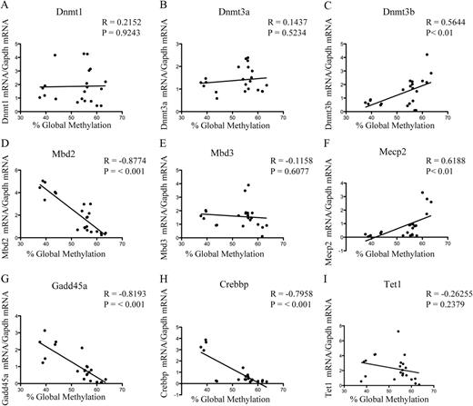 Correlation analysis of global DNA methylation with mRNA expression of genes involved in epigenetic regulation in the kidney. A correlation analysis was performed between global DNA methylation and mRNA expression of genes that are implicated in the regulation of epigenetic state. The correlation analysis was determined using global methylation and mRNA expression data from the F1 PND10 animals (n = 4), F1 adult animals (n = 4), and F2 adult animals (n = 3). Correlation is shown for Dnmt1 (A), Dnmt3a (B), Dnmt3b (c), Mbd2 (D), Mbd3 (E), Mecp2 (F), Gadd45a (G), Crebbp (H), and Tet1 mRNA (I). The R value and P value for each gene analyzed is presented in the figure.