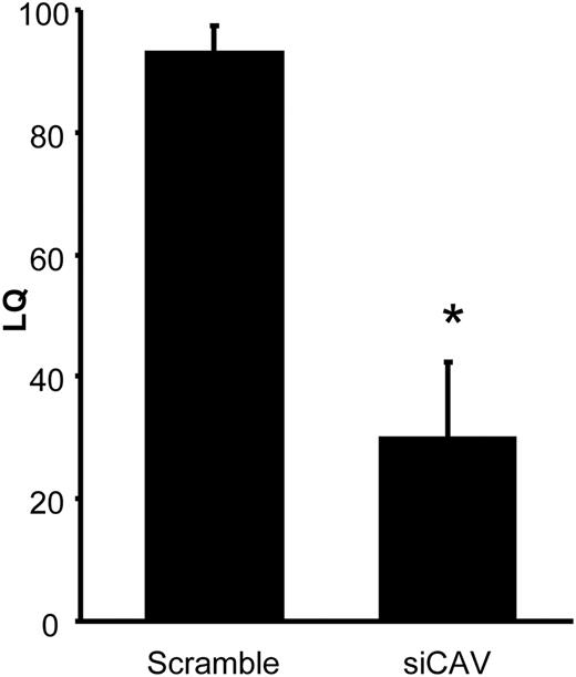 Sexual receptivity is diminished when CAV1 is knocked down. LQ of female rats tested with stimulus males 30 h after their final EB injection. Control females, treated with scrambled siRNA, were fully sexually receptive. Sexual receptivity of those treated with CAV1 siRNA was significantly diminished. *, P < 0.05 vs. scrambled siRNA (n = 4–6).